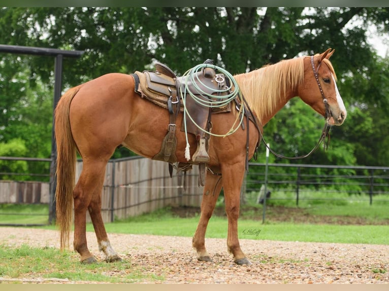American Quarter Horse Wallach 4 Jahre 150 cm Rotfuchs in Savoy TX