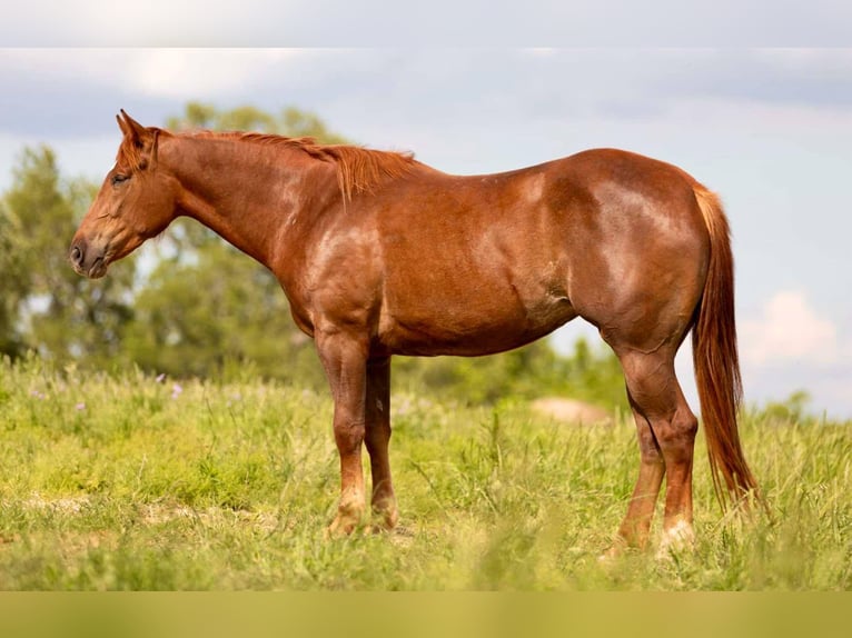 American Quarter Horse Wallach 4 Jahre 150 cm Rotfuchs in Weatherford TX