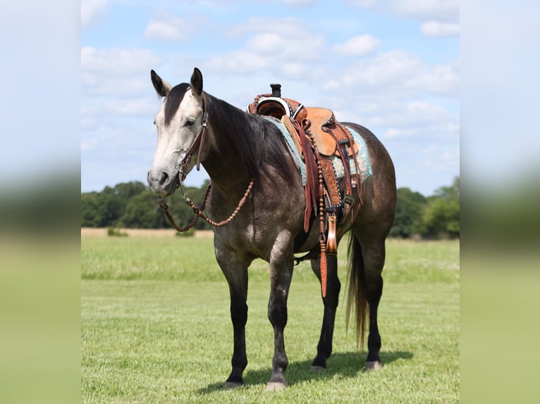 American Quarter Horse Wallach 4 Jahre 150 cm Schimmel in Buffalo, MO