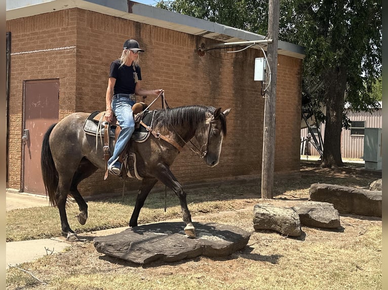 American Quarter Horse Wallach 4 Jahre 150 cm Schimmel in Byers TX