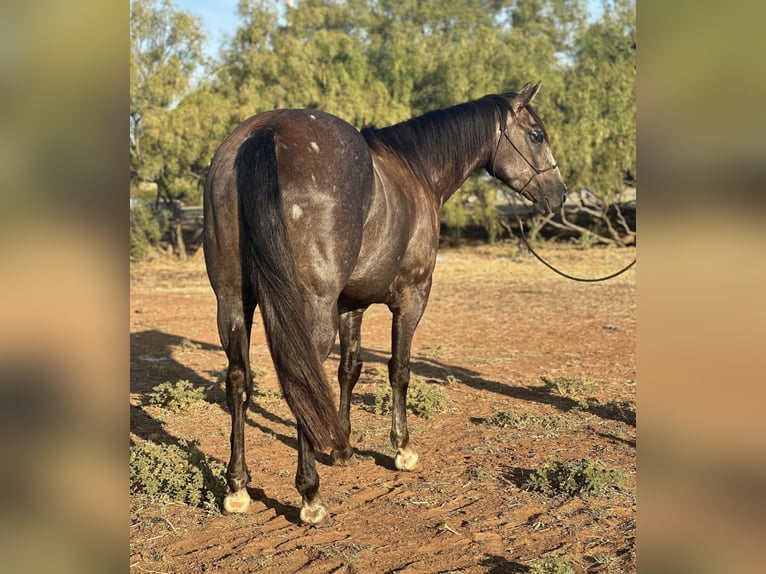 American Quarter Horse Wallach 4 Jahre 150 cm Schimmel in Byers TX