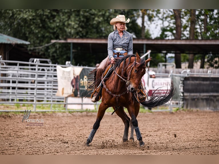 American Quarter Horse Wallach 4 Jahre 151 cm Brauner in Sinsheim