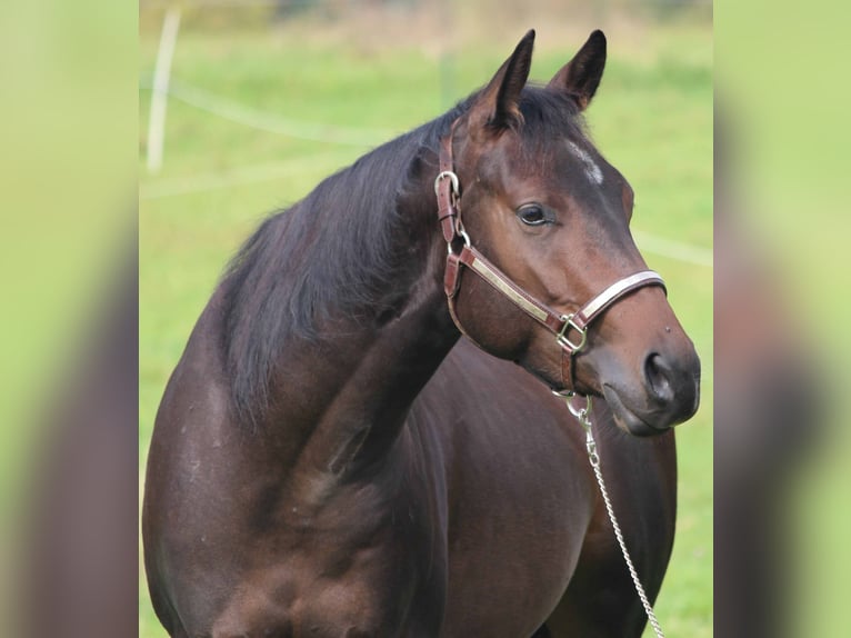 American Quarter Horse Wallach 4 Jahre 151 cm Dunkelbrauner in Woustviller