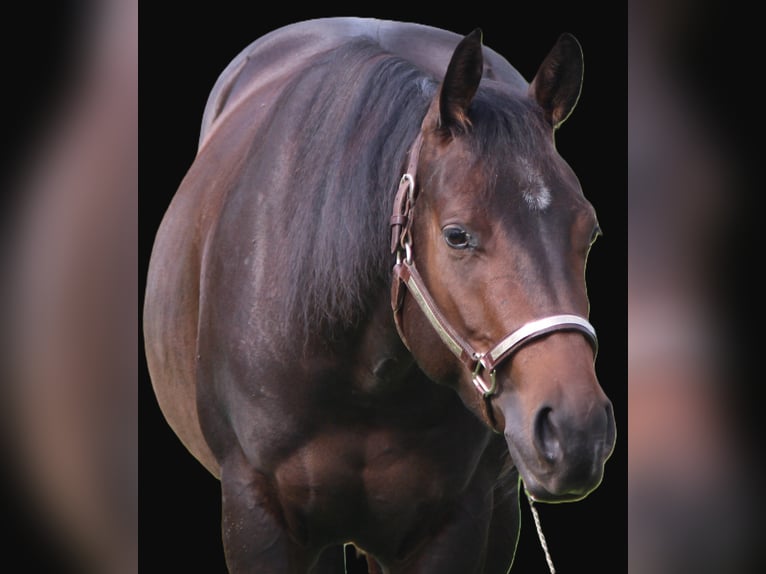 American Quarter Horse Wallach 4 Jahre 151 cm Dunkelbrauner in Woustviller