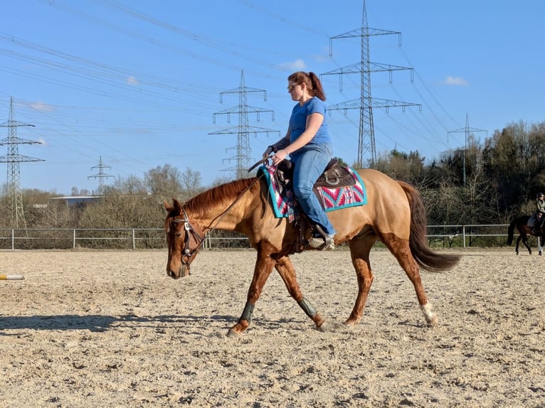 American Quarter Horse Wallach 4 Jahre 151 cm Dunkelfuchs in Illingen