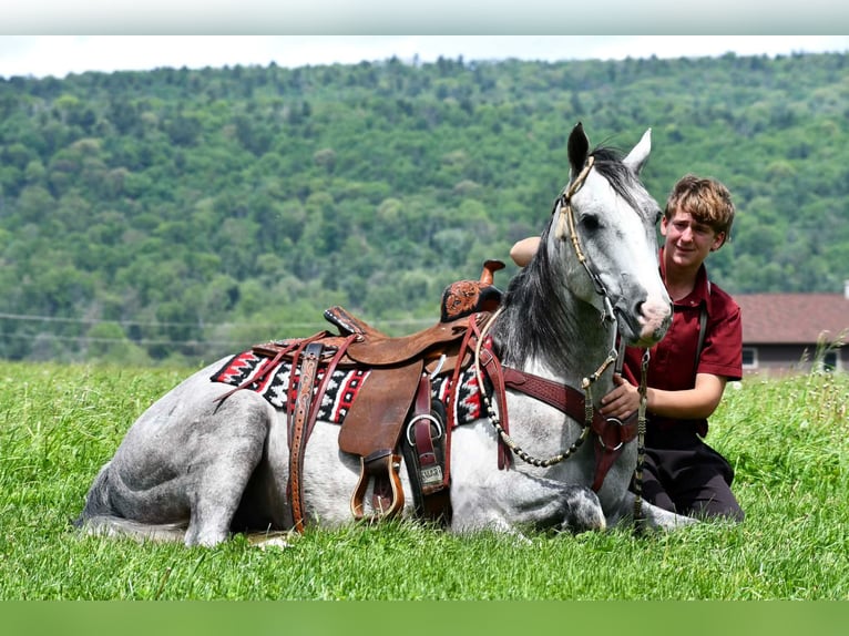 American Quarter Horse Wallach 4 Jahre 152 cm Apfelschimmel in Rebersburg