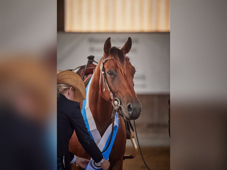 American Quarter Horse Wallach 4 Jahre 152 cm Brauner in Haren