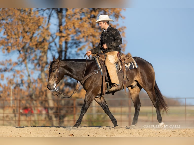 American Quarter Horse Wallach 4 Jahre 152 cm Buckskin in Lewistown
