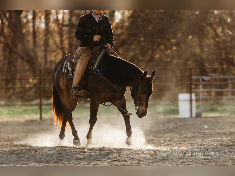 American Quarter Horse Wallach 4 Jahre 152 cm Buckskin in Lewistown