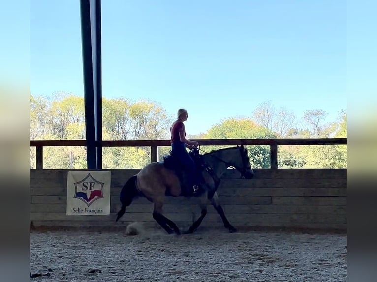 American Quarter Horse Wallach 4 Jahre 152 cm Buckskin in Honey Brook