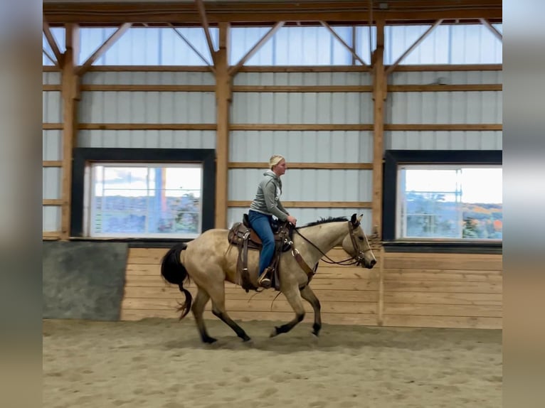 American Quarter Horse Wallach 4 Jahre 152 cm Buckskin in Honey Brook