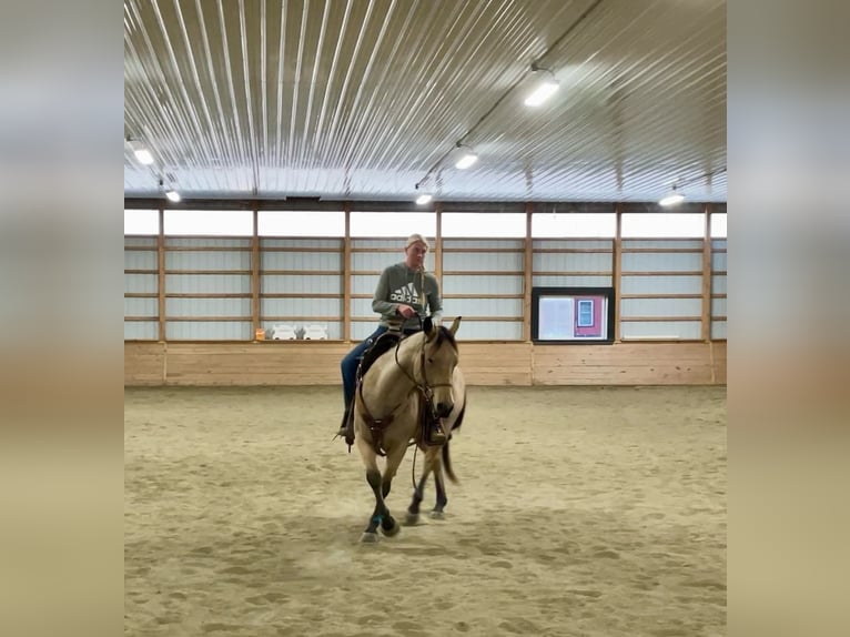 American Quarter Horse Wallach 4 Jahre 152 cm Buckskin in Honey Brook