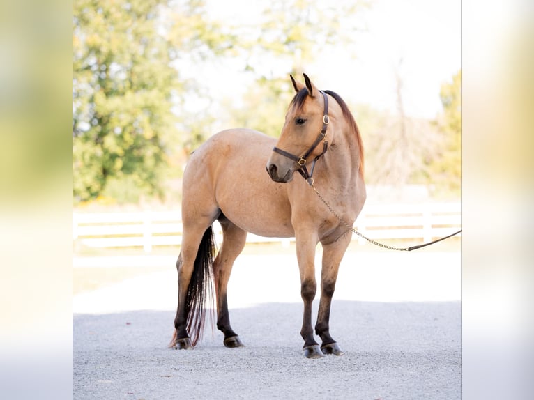 American Quarter Horse Wallach 4 Jahre 152 cm Buckskin in Honey Brook