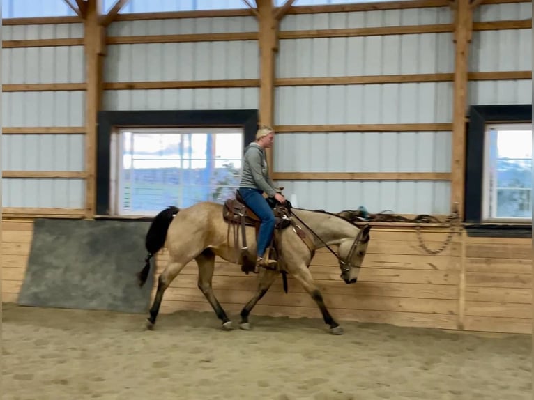 American Quarter Horse Wallach 4 Jahre 152 cm Buckskin in Honey Brook