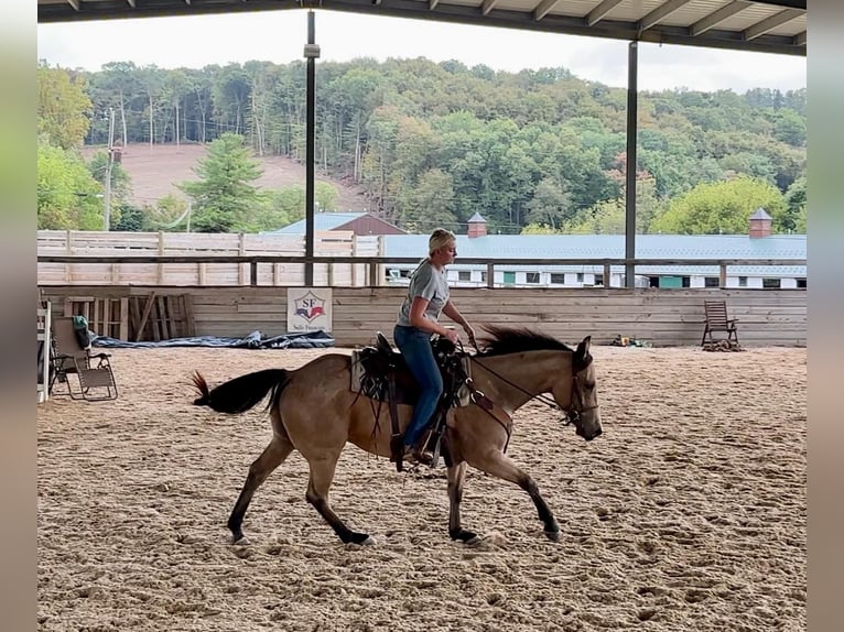 American Quarter Horse Wallach 4 Jahre 152 cm Buckskin in Honey Brook