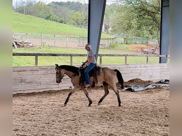 American Quarter Horse Wallach 4 Jahre 152 cm Buckskin in Honey Brook