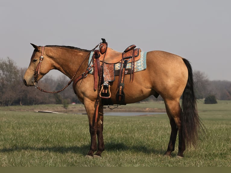 American Quarter Horse Wallach 4 Jahre 152 cm Buckskin in Buffalo, MO
