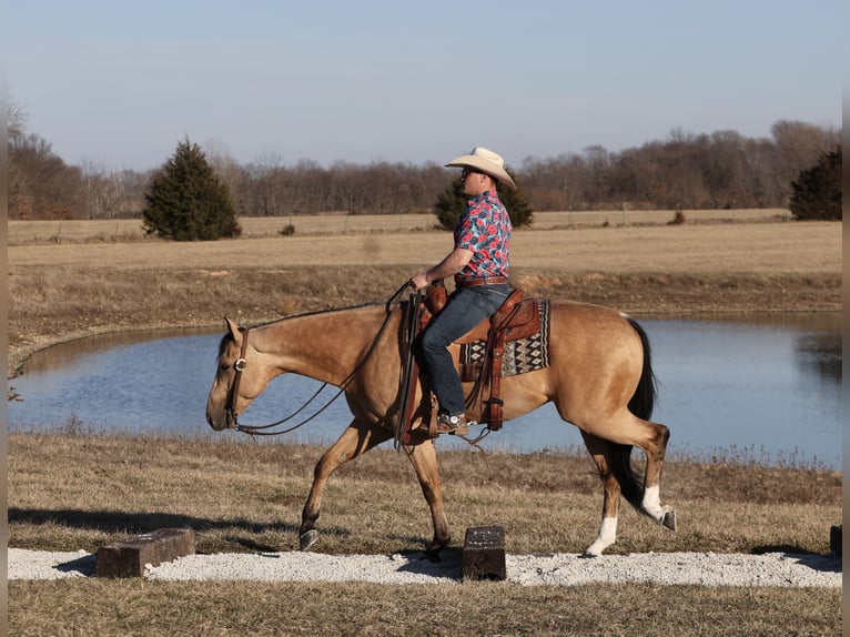 American Quarter Horse Wallach 4 Jahre 152 cm Buckskin in Buffalo