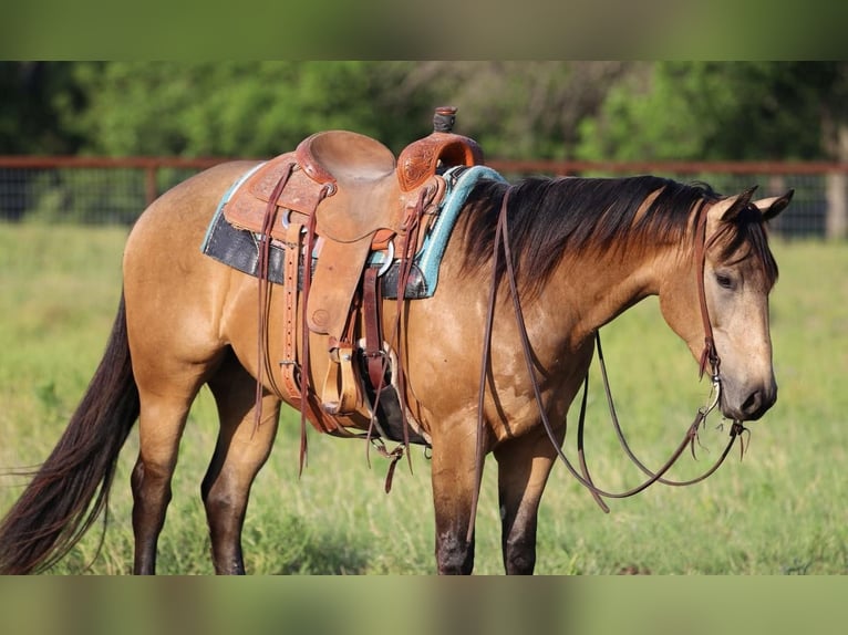 American Quarter Horse Wallach 4 Jahre 152 cm Buckskin in Joshua, TX