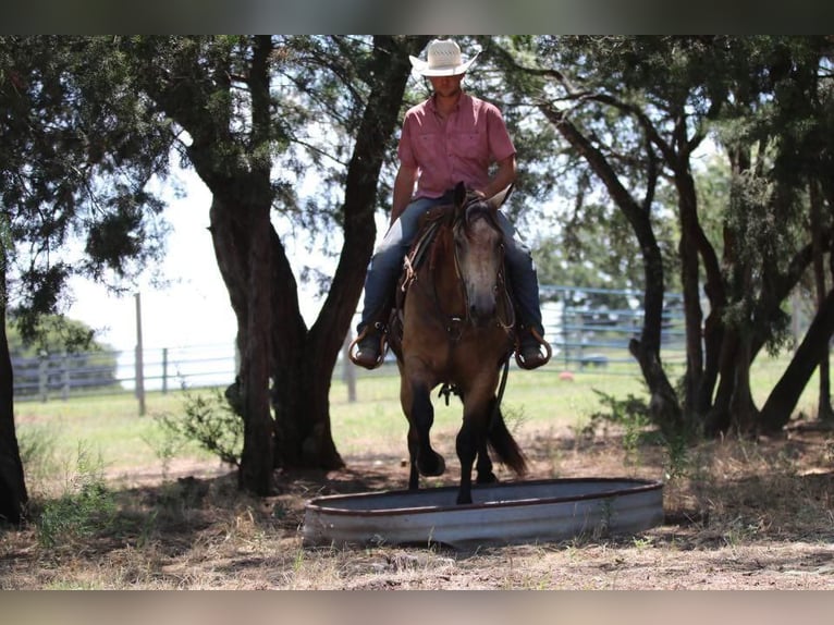 American Quarter Horse Wallach 4 Jahre 152 cm Buckskin in Joshua, TX