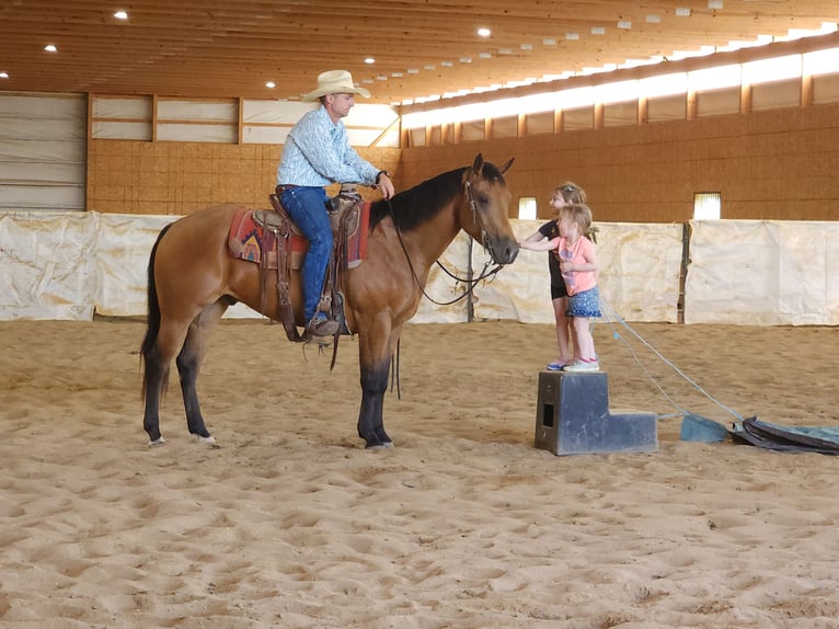 American Quarter Horse Wallach 4 Jahre 152 cm Buckskin in Bellevue