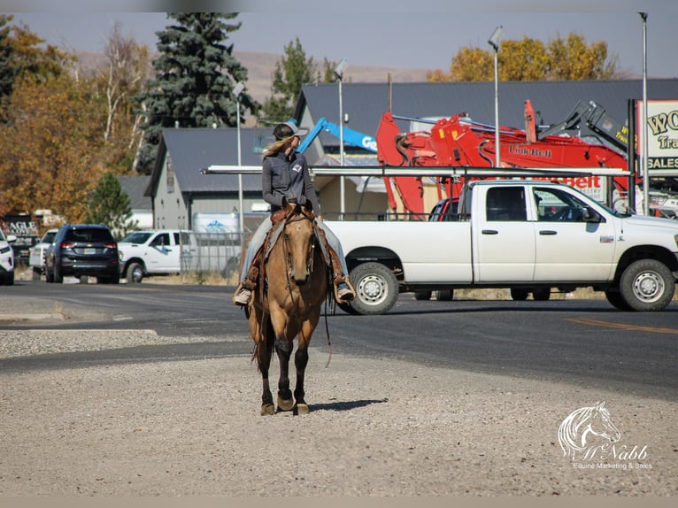 American Quarter Horse Wallach 4 Jahre 152 cm Buckskin in Cody