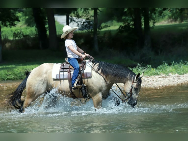 American Quarter Horse Wallach 4 Jahre 152 cm Buckskin in Mount Vernon
