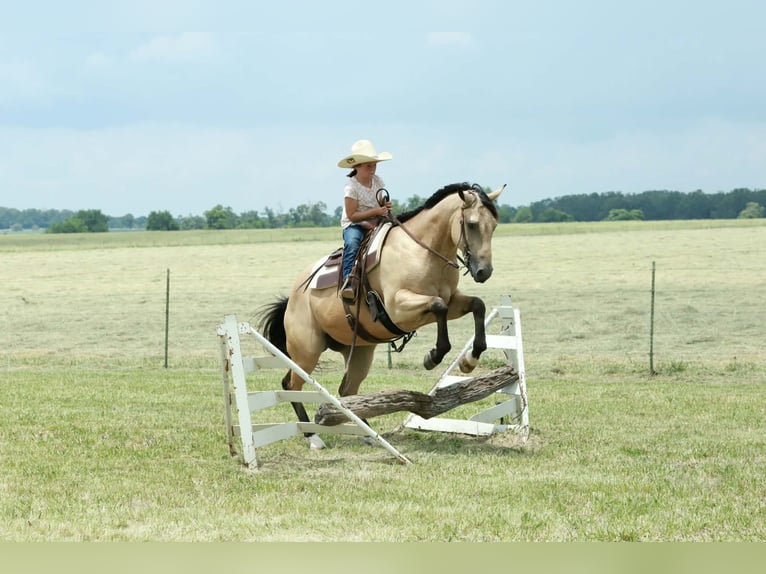 American Quarter Horse Wallach 4 Jahre 152 cm Buckskin in Mount Vernon