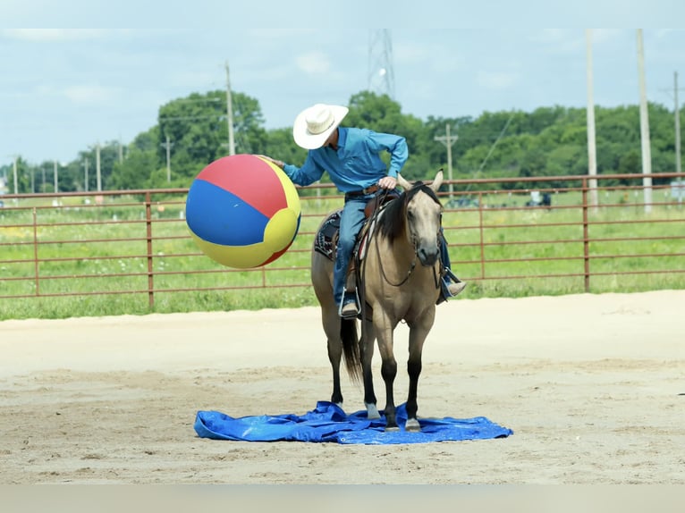 American Quarter Horse Wallach 4 Jahre 152 cm Buckskin in Mount Vernon
