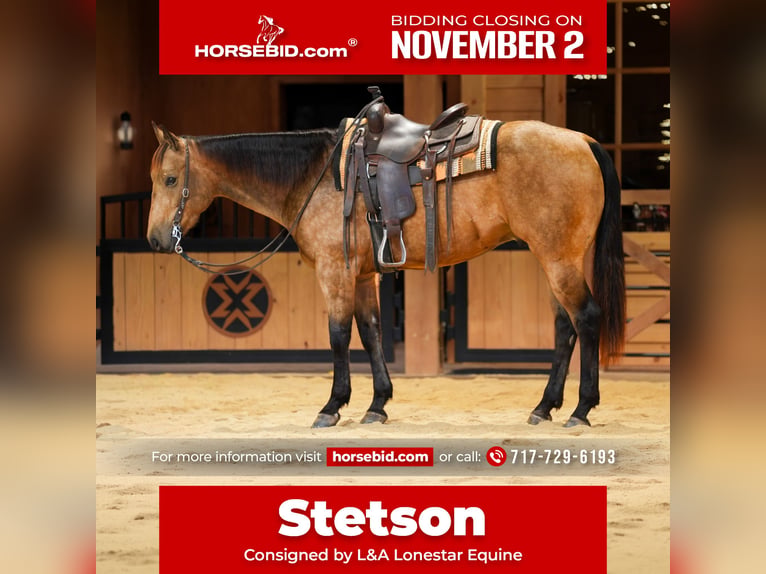 American Quarter Horse Wallach 4 Jahre 152 cm Buckskin in Needmore