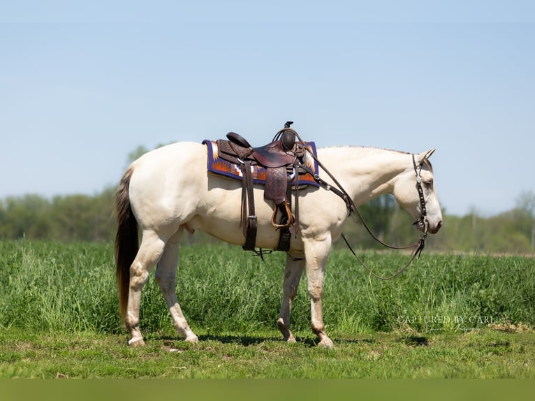 American Quarter Horse Wallach 4 Jahre 152 cm Champagne in Lewistown