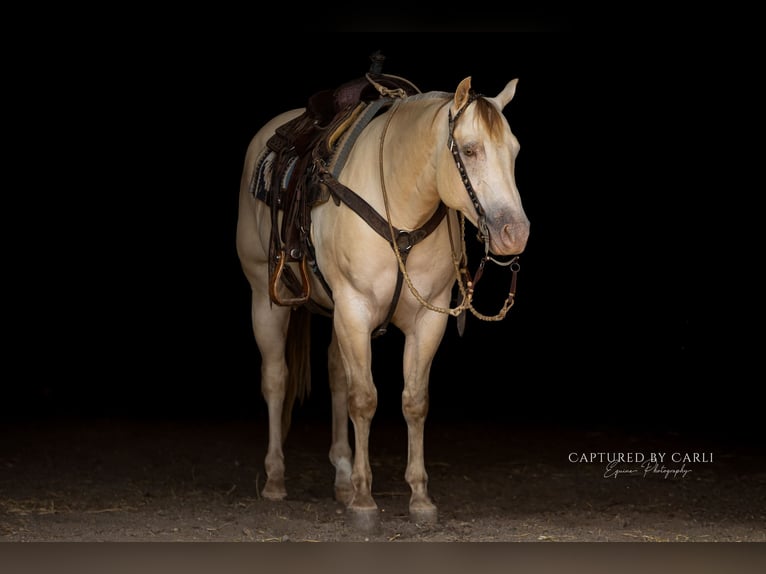 American Quarter Horse Wallach 4 Jahre 152 cm Champagne in Lewistown