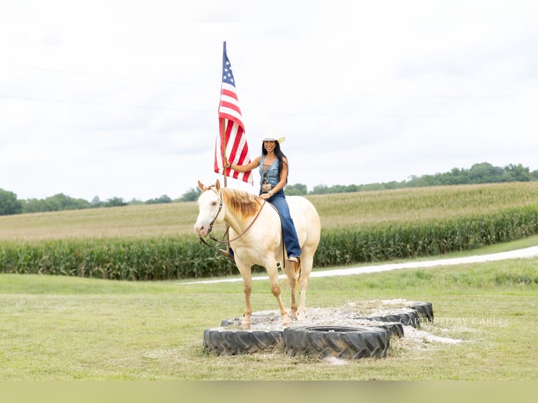 American Quarter Horse Wallach 4 Jahre 152 cm Champagne in Lewistown