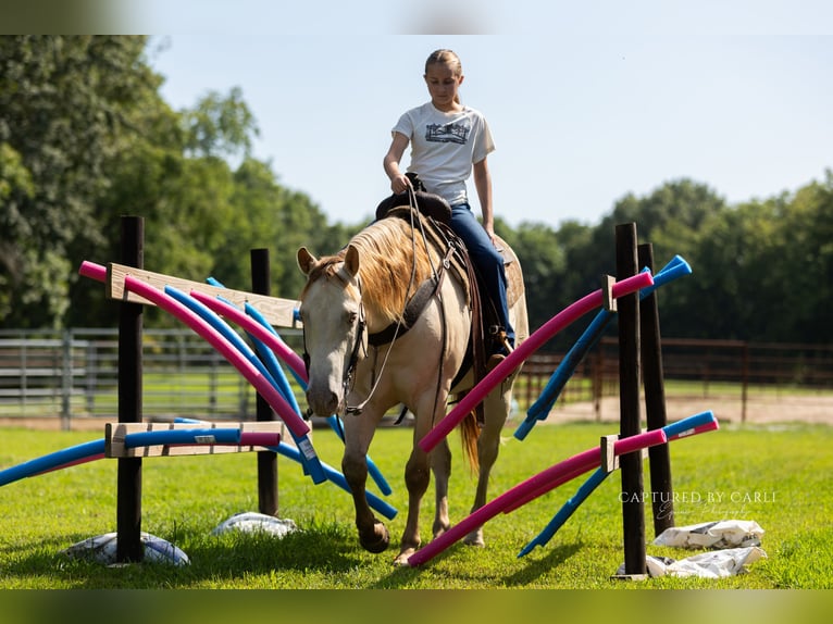 American Quarter Horse Wallach 4 Jahre 152 cm Champagne in Lewistown