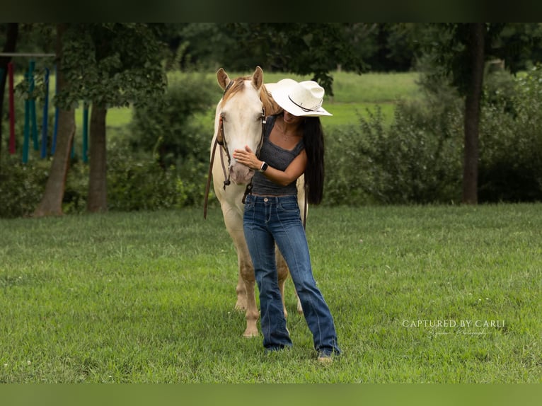 American Quarter Horse Wallach 4 Jahre 152 cm Champagne in Lewistown
