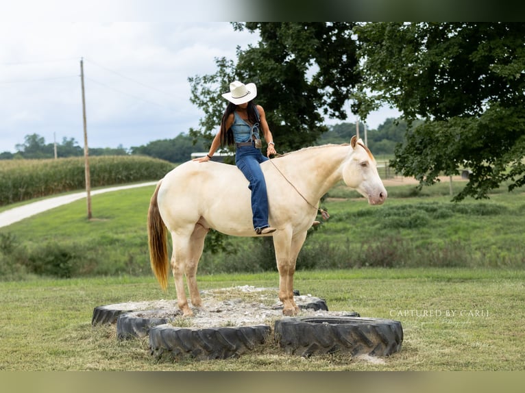 American Quarter Horse Wallach 4 Jahre 152 cm Champagne in Lewistown