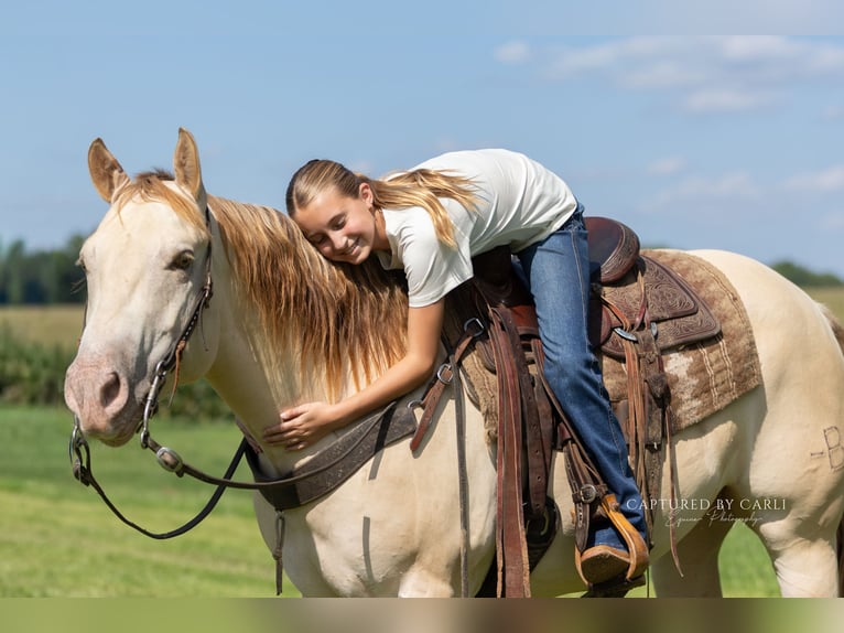American Quarter Horse Wallach 4 Jahre 152 cm Champagne in Lewistown