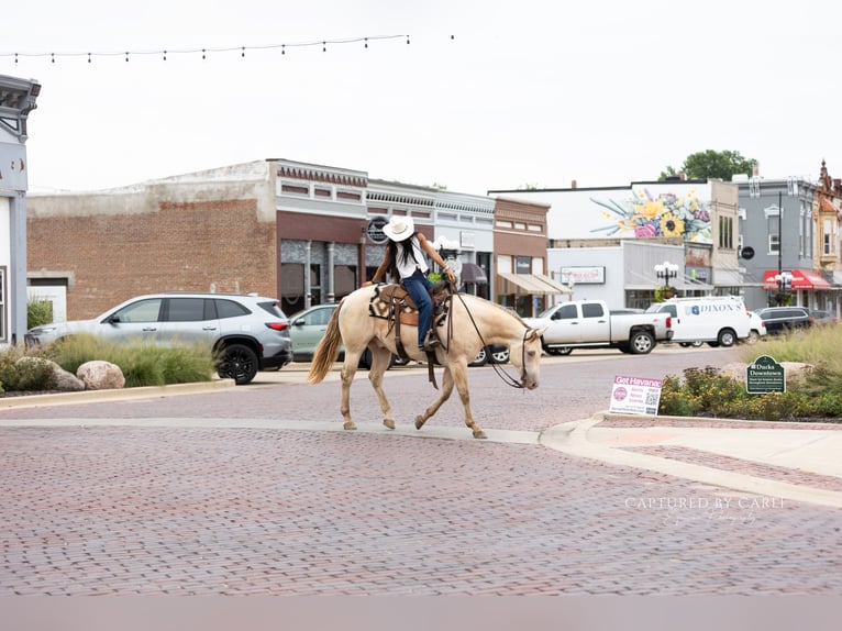 American Quarter Horse Wallach 4 Jahre 152 cm Champagne in Lewistown