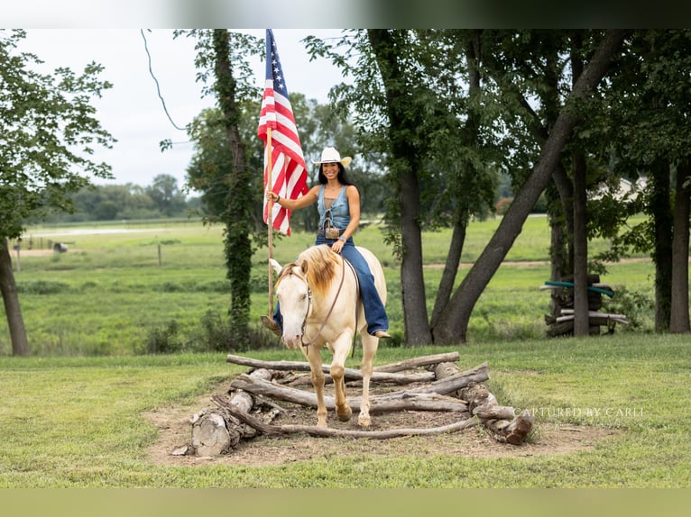 American Quarter Horse Wallach 4 Jahre 152 cm Champagne in Lewistown