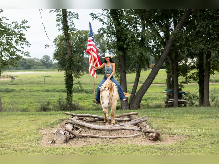 American Quarter Horse Wallach 4 Jahre 152 cm Champagne in Lewistown