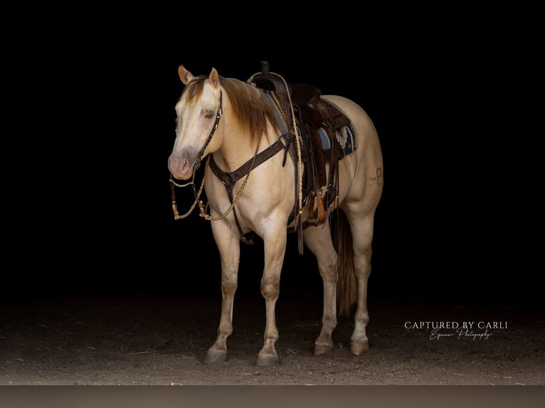American Quarter Horse Wallach 4 Jahre 152 cm Champagne in Lewistown