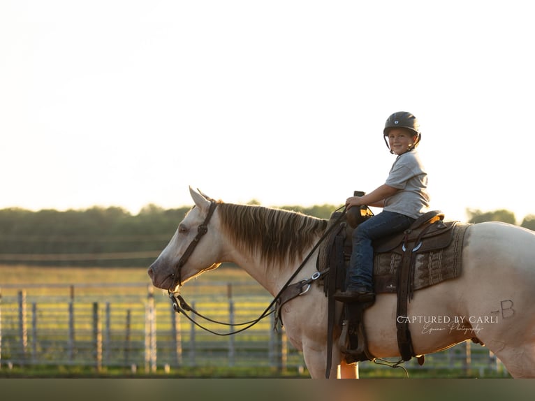 American Quarter Horse Wallach 4 Jahre 152 cm Champagne in Lewistown