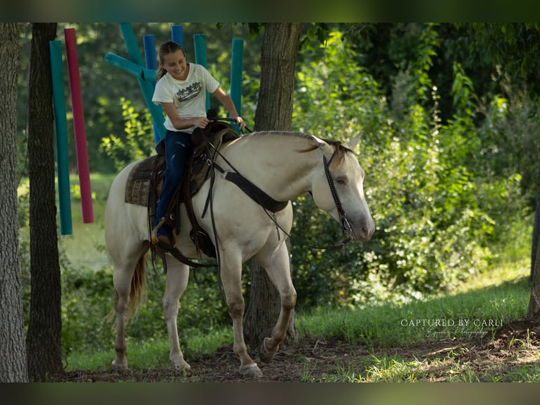 American Quarter Horse Wallach 4 Jahre 152 cm Champagne in Lewistown