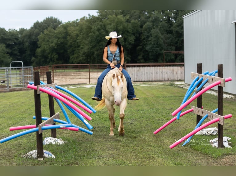 American Quarter Horse Wallach 4 Jahre 152 cm Champagne in Lewistown