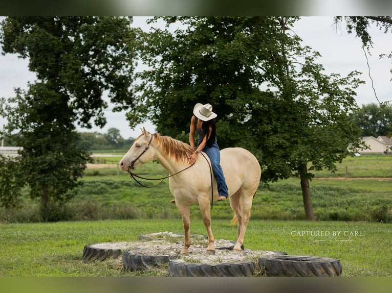 American Quarter Horse Wallach 4 Jahre 152 cm Champagne in Lewistown