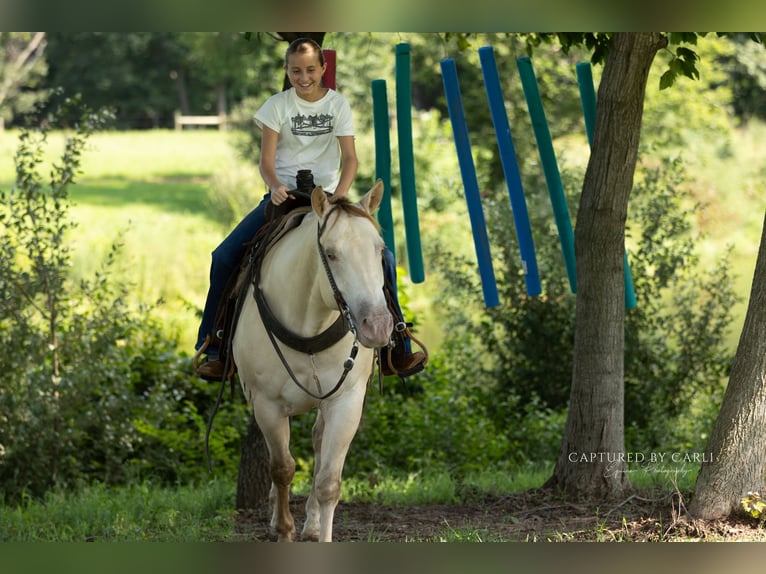 American Quarter Horse Wallach 4 Jahre 152 cm Champagne in Lewistown