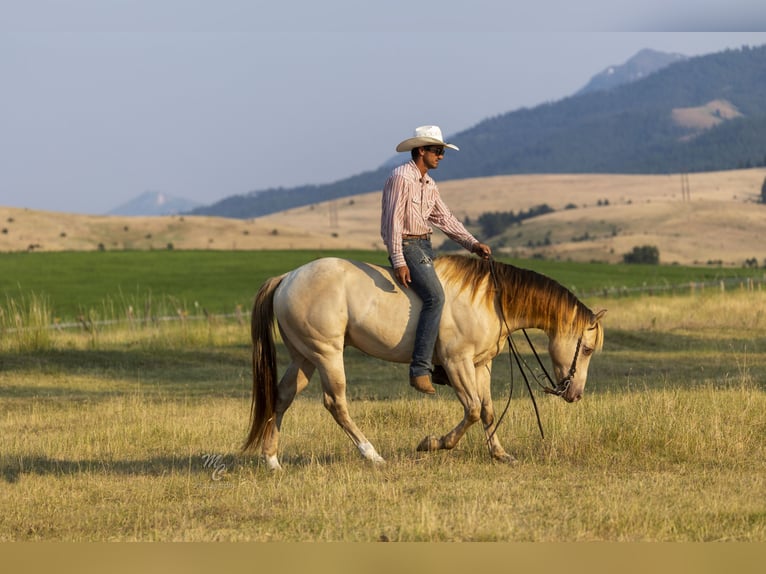 American Quarter Horse Wallach 4 Jahre 152 cm Champagne in Caldwell, ID