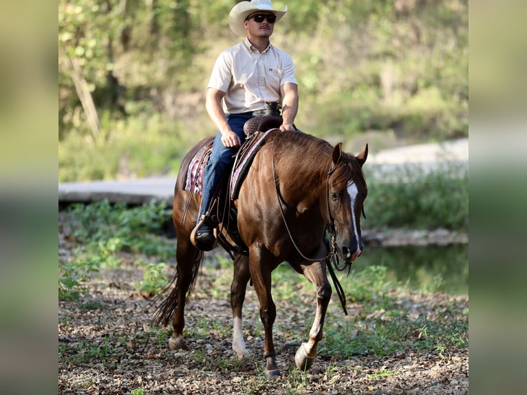 American Quarter Horse Wallach 4 Jahre 152 cm Dunkelfuchs in Buffalo