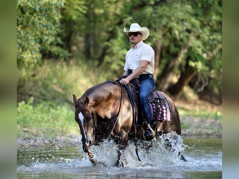American Quarter Horse Wallach 4 Jahre 152 cm Dunkelfuchs in Buffalo