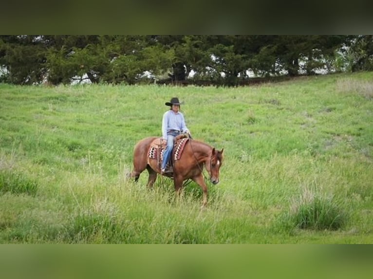 American Quarter Horse Wallach 4 Jahre 152 cm Dunkelfuchs in Canadian, TX